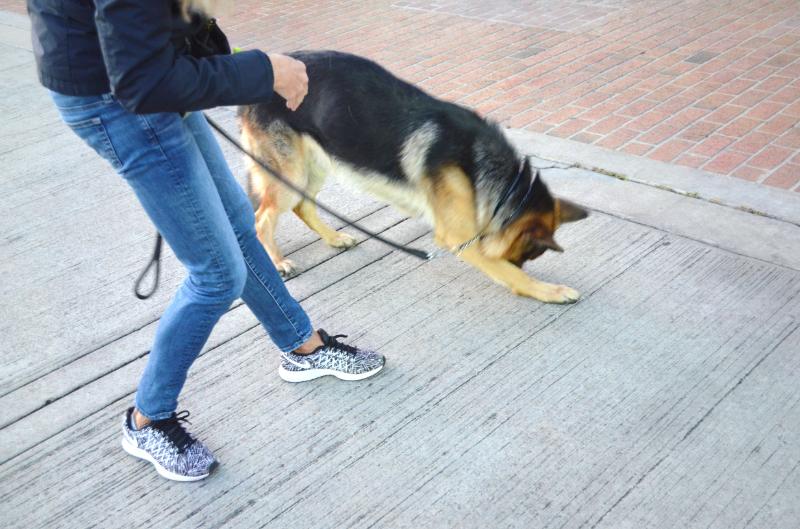 akc trick title scdtc classes akc trick title scdtc classes